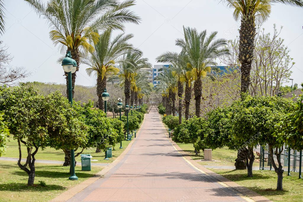 Israel. View of city park with palm trees. 