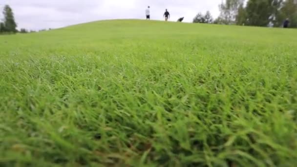 A golfer was preparing to hit with a putter on the green ground — Stock Video