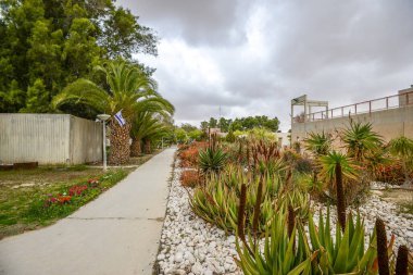 İsrail. 16 Nisan 2015. Kibbutz Çölündeki Ormanlık.