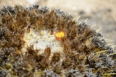 İsrail. 16 Nisan 2015. Kaktüs büyüyor. Kibbutz Çölündeki Ormanlık.