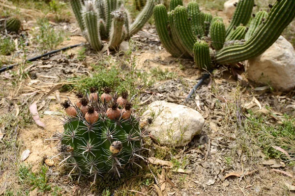Israel. 16 de abril de 2015.Cactus creciendo. Bosque en el desierto de Kibbutz. — Foto de Stock