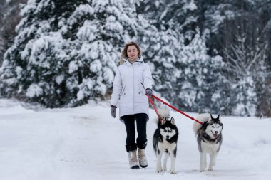 Sibirya kurdu tarafından çekilen kızağa binen bir kız. Husky kızak köpekleri Noel 'de olduğu gibi kayak yaparken de kullanılıyor..