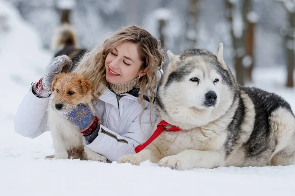 Une fille conduit un traîneau tiré par un husky sibérien. Husky chiens de traîneau sont harnachés pour la luge sportive sur les skis comme plaisir pour Noël. — Photo