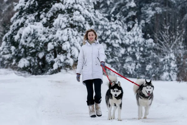 Sibirya kurdu tarafından çekilen kızağa binen bir kız. Husky kızak köpekleri Noel 'de olduğu gibi kayak yaparken de kullanılıyor.. — Stok fotoğraf