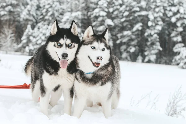 Portret van een Siberische husky, vriendschap voor altijd — Stockfoto