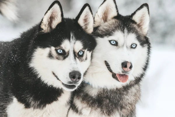 Porträt eines sibirischen Huskys, Freundschaft für immer — Stockfoto