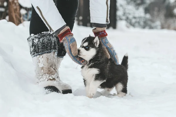 Chiots husky mignons, bottes en feutre dans la neige et chiot husky — Photo