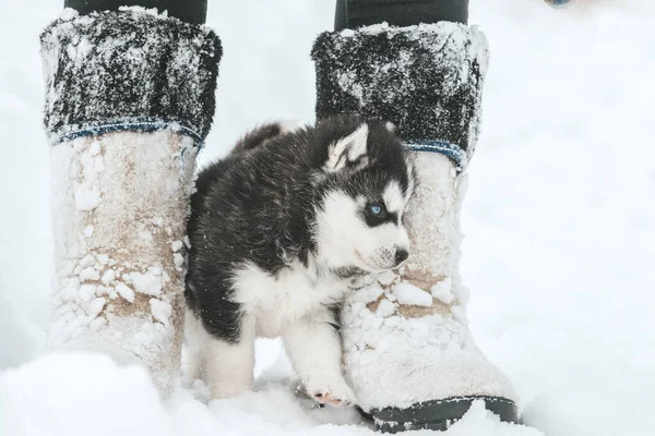 Niedliche Husky-Welpen, Filzstiefel im Schnee und Husky-Welpen — Stockfoto