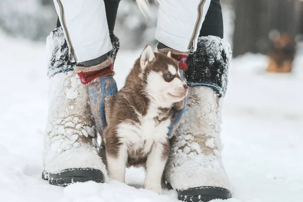 Chiots husky mignons, bottes en feutre dans la neige et chiot husky — Photo