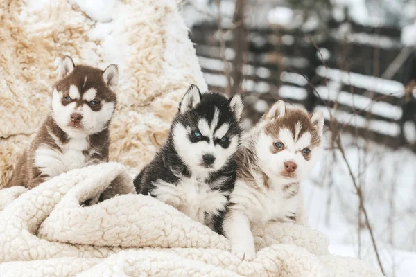 Leuke husky puppies, vilten laarzen in de sneeuw en husky puppy — Stockfoto