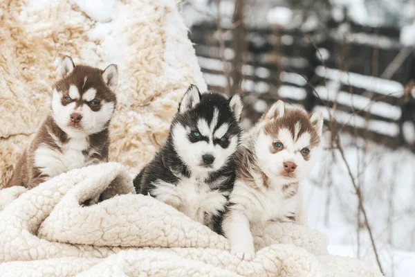 Niedliche Husky-Welpen, Filzstiefel im Schnee und Husky-Welpen — Stockfoto