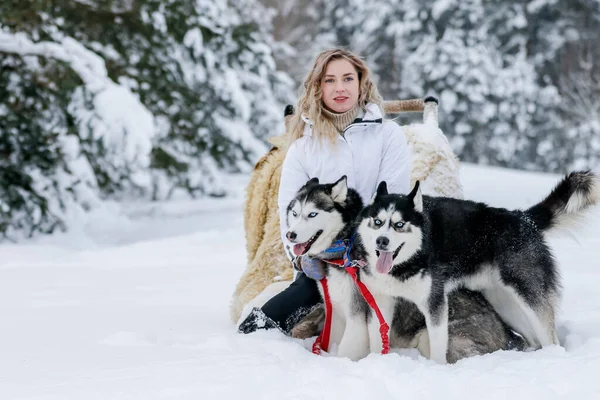 A girl rides a sleigh pulled by a Siberian husky. Husky sled dogs are harnessed for sport sledding on skis as fun for Christmas.