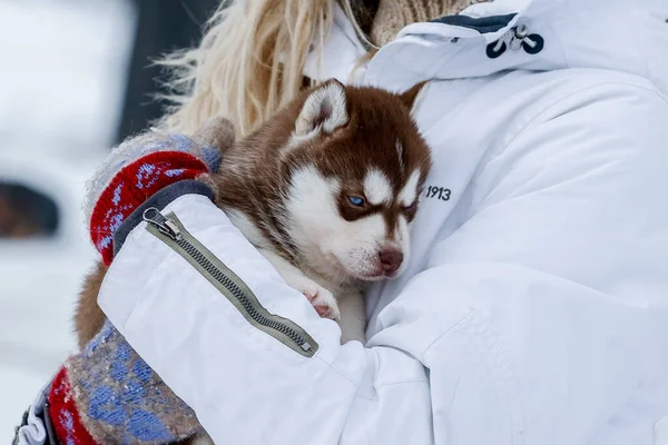 Niedliche Husky-Welpen, Filzstiefel im Schnee und Husky-Welpen — Stockfoto