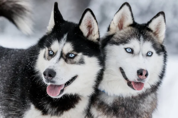 Retrato de un husky siberiano, amistad para siempre —  Fotos de Stock