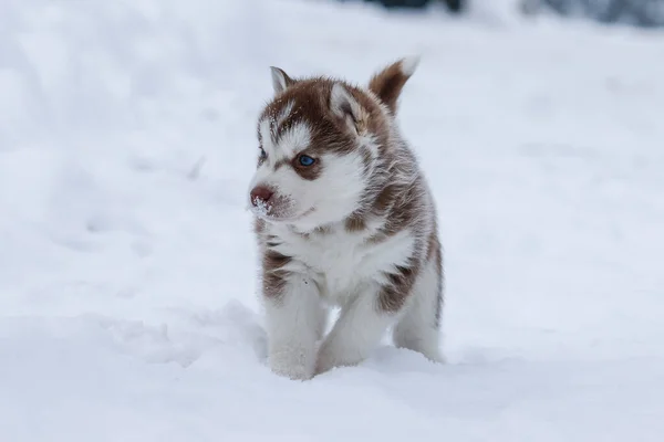 Bonitos cachorros husky, botas de feltro na neve e filhote de cachorro husky — Fotografia de Stock