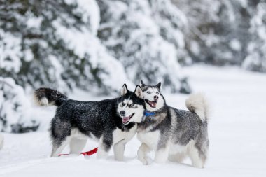 Sibirya kurdu tarafından çekilen kızağa binen bir kız. Husky kızak köpekleri Noel 'de olduğu gibi kayak yaparken de kullanılıyor..