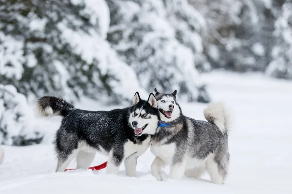 Девушка едет на санях, которых тянет сибирская хаски. Хаски сани собаки запряжены для спортивных саней на лыжах, как весело на Рождество. — стоковое фото