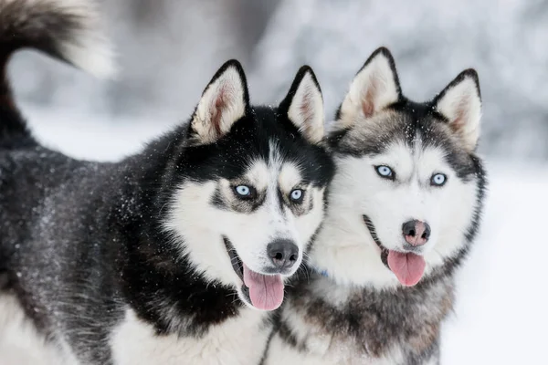 Portrait of a Siberian husky, friendship forever — Stock Photo, Image