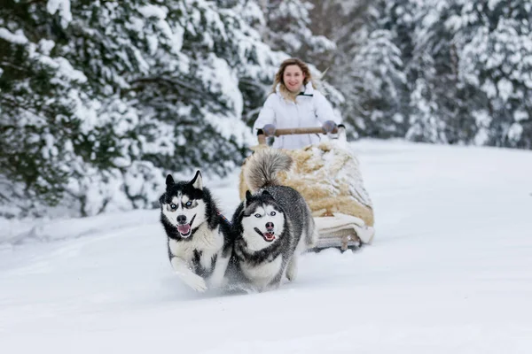 stock image A girl rides a sleigh pulled by a Siberian husky. Husky sled dogs are harnessed for sport sledding on skis as fun for Christmas.