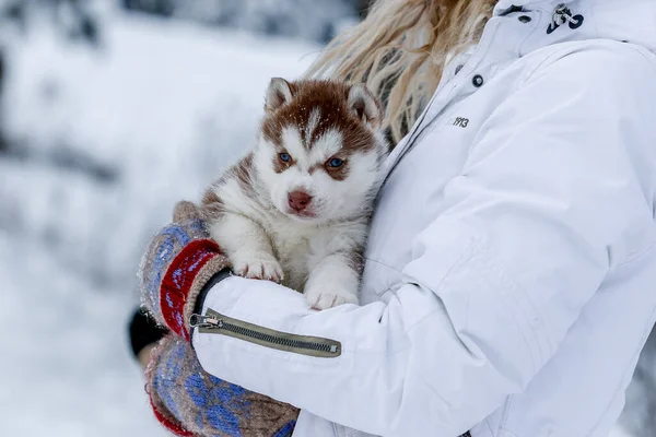 Chiots husky mignons, bottes en feutre dans la neige et chiot husky — Photo