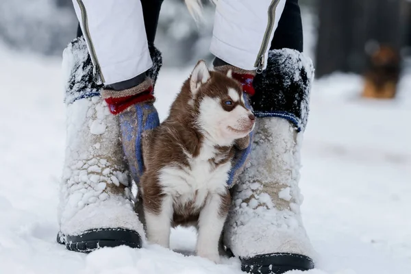 Niedliche Husky-Welpen, Filzstiefel im Schnee und Husky-Welpen — Stockfoto