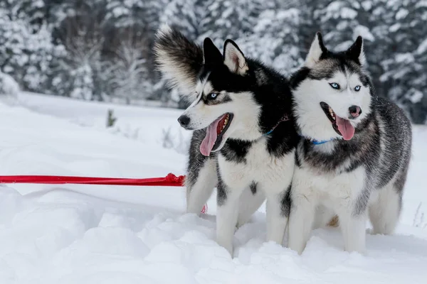 Portrait d'un husky sibérien, amitié pour toujours — Photo