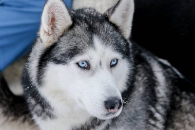 Sibirya kabuğunun portresi, sonsuza dek arkadaşlık.