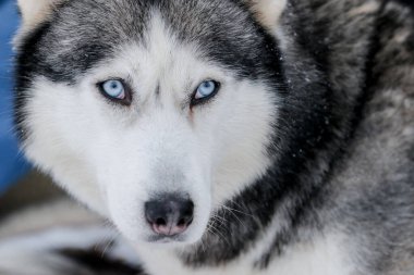 Sibirya kabuğunun portresi, sonsuza dek arkadaşlık.