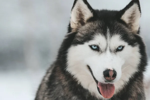 Egy szibériai husky portréja, örök barátság. — Stock Fotó