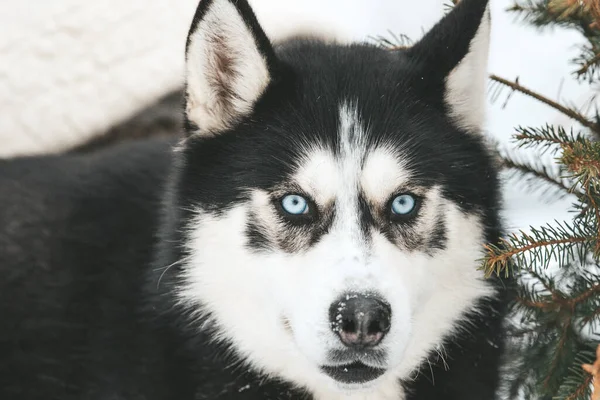 Egy szibériai husky portréja, örök barátság. — Stock Fotó