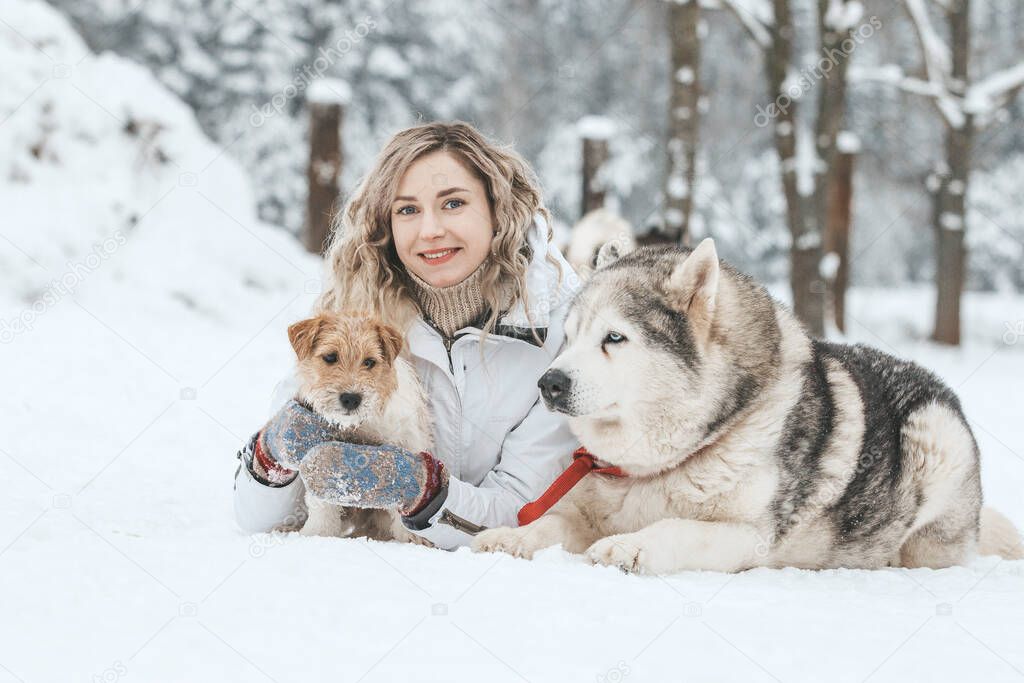 A girl rides a sleigh pulled by a Siberian husky. Husky sled dogs are harnessed for sport sledding on skis as fun for Christmas.
