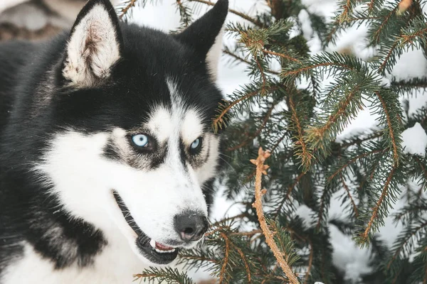 Retrato de un husky siberiano, amistad para siempre — Foto de Stock