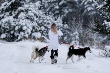 Sibirya Husky 'siyle kış ormanlarında ve parkta yürüyen bir kız.