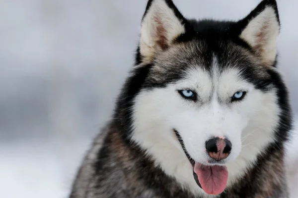 Portret van een Siberische husky, vriendschap voor altijd — Stockfoto