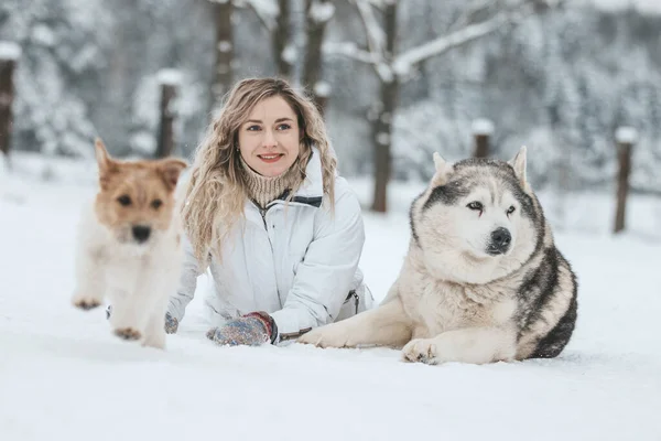 Une fille conduit un traîneau tiré par un husky sibérien. Husky chiens de traîneau sont harnachés pour la luge sportive sur les skis comme plaisir pour Noël. — Photo