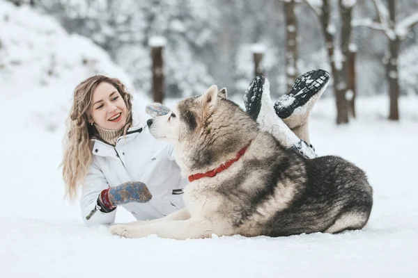 Ein Mädchen fährt auf einem Schlitten, der von einem sibirischen Husky gezogen wird. Husky-Schlittenhunde werden als Weihnachtsvergnügen für Sportrodeln auf Skiern eingespannt. — Stockfoto