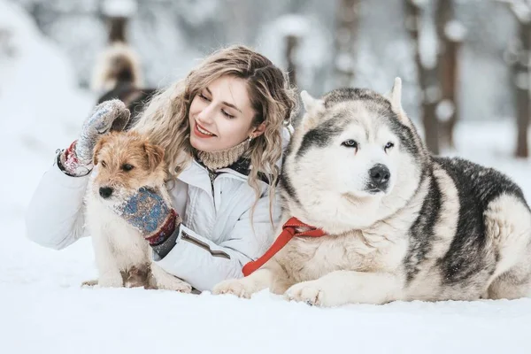 Une fille conduit un traîneau tiré par un husky sibérien. Husky chiens de traîneau sont harnachés pour la luge sportive sur les skis comme plaisir pour Noël. — Photo