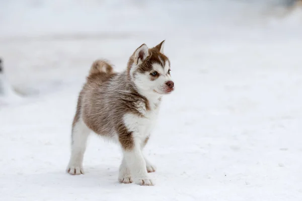 Cute husky puppies, felt boots in the snow and husky puppy