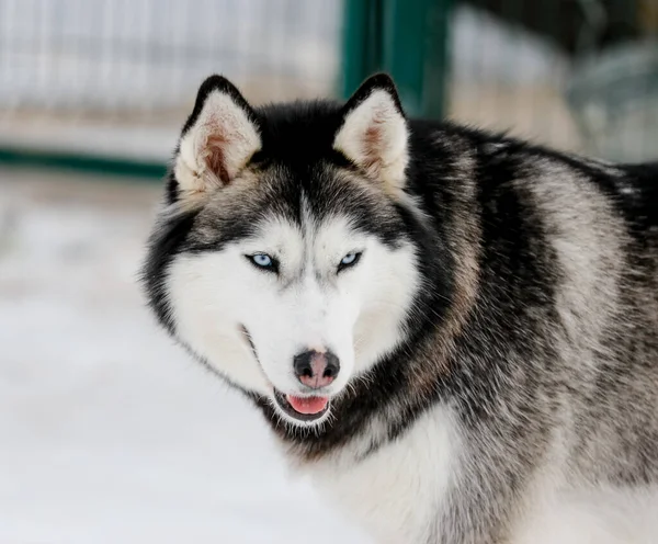 Portret van een Siberische husky, vriendschap voor altijd — Stockfoto