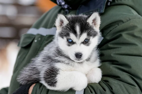 Bonitos cachorros husky, botas de feltro na neve e filhote de cachorro husky — Fotografia de Stock