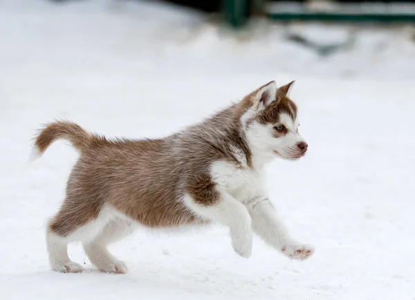 Niedliche Husky-Welpen, Filzstiefel im Schnee und Husky-Welpen — Stockfoto