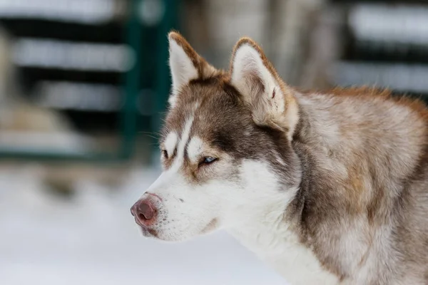 Husky kutya közelkép télen — Stock Fotó