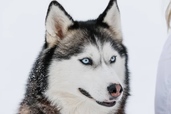 Portret syberyjskiego husky, przyjaźń na zawsze — Zdjęcie stockowe