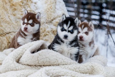 Şirin köpek yavruları, karda çizmeleri ve köpecikleri var.