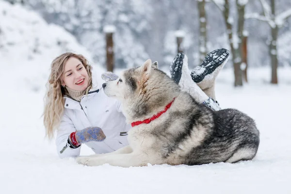 Ein Mädchen fährt auf einem Schlitten, der von einem sibirischen Husky gezogen wird. Husky-Schlittenhunde werden als Weihnachtsvergnügen für Sportrodeln auf Skiern eingespannt. — Stockfoto