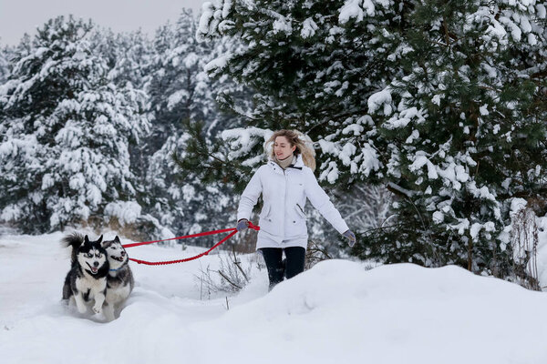 Girl walking with siberian husky in winter forest and park Stock Image