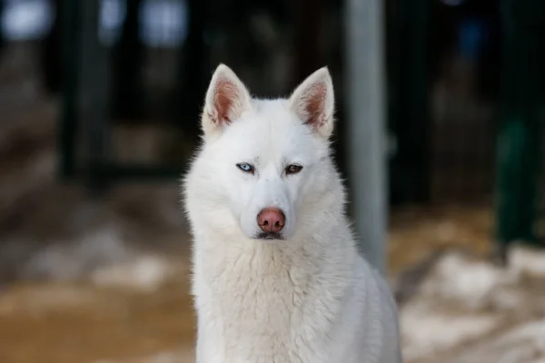 Ritratto di husky siberiano, amicizia per sempre — Foto Stock