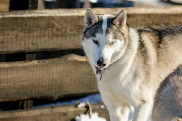 Retrato de un husky siberiano, amistad para siempre —  Fotos de Stock