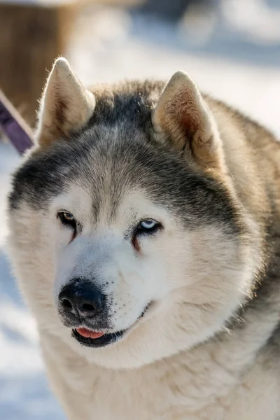 Egy szibériai husky portréja, örök barátság. — Stock Fotó