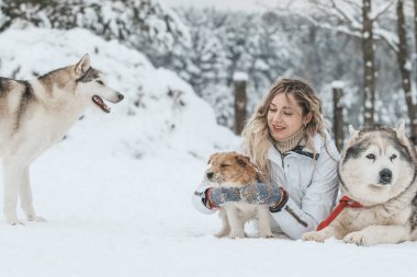 Sibirya kurdu tarafından çekilen kızağa binen bir kız. Husky kızak köpekleri Noel 'de olduğu gibi kayak yaparken de kullanılıyor..